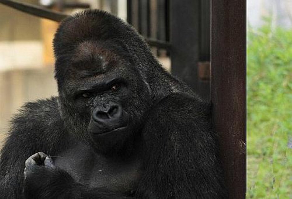 Горилла самец Shabani