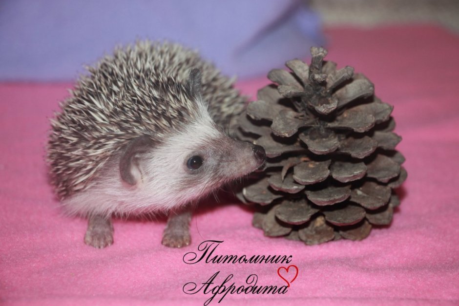 Иголки ежика крючком