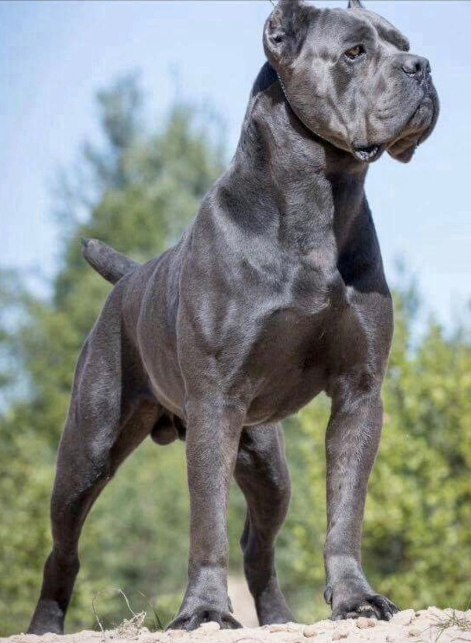 Кане Корсо
