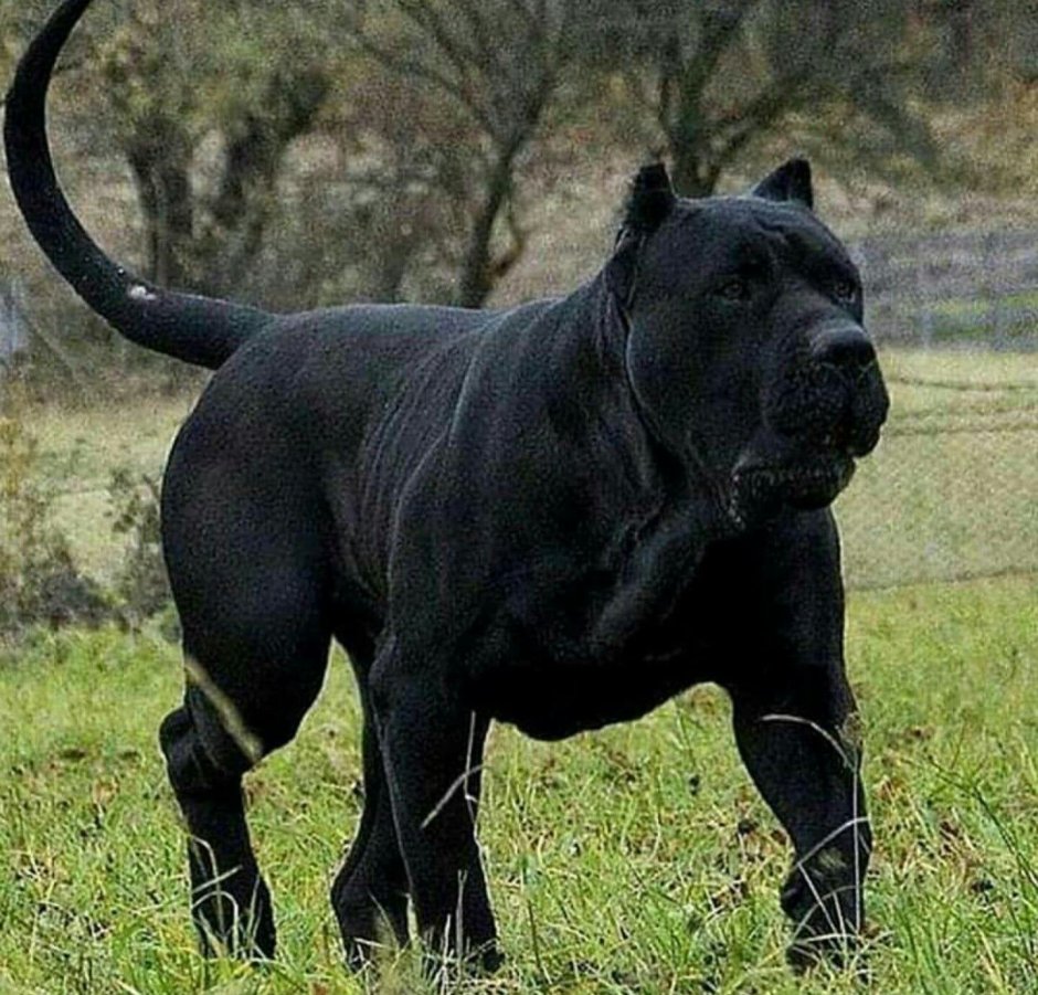 Канарский мастиф