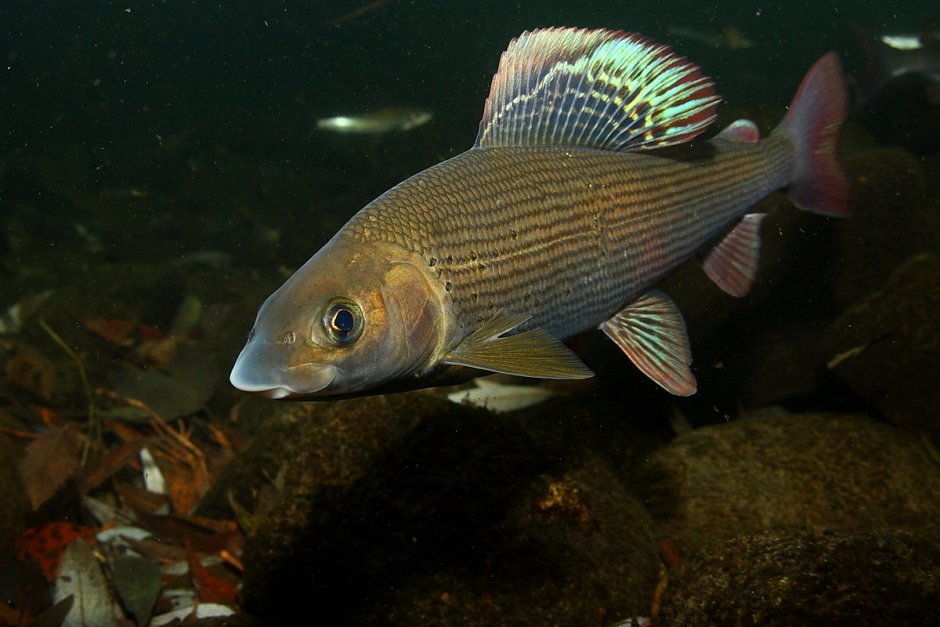 Европейский хариус — Thymallus Thymallus (l., 1758)