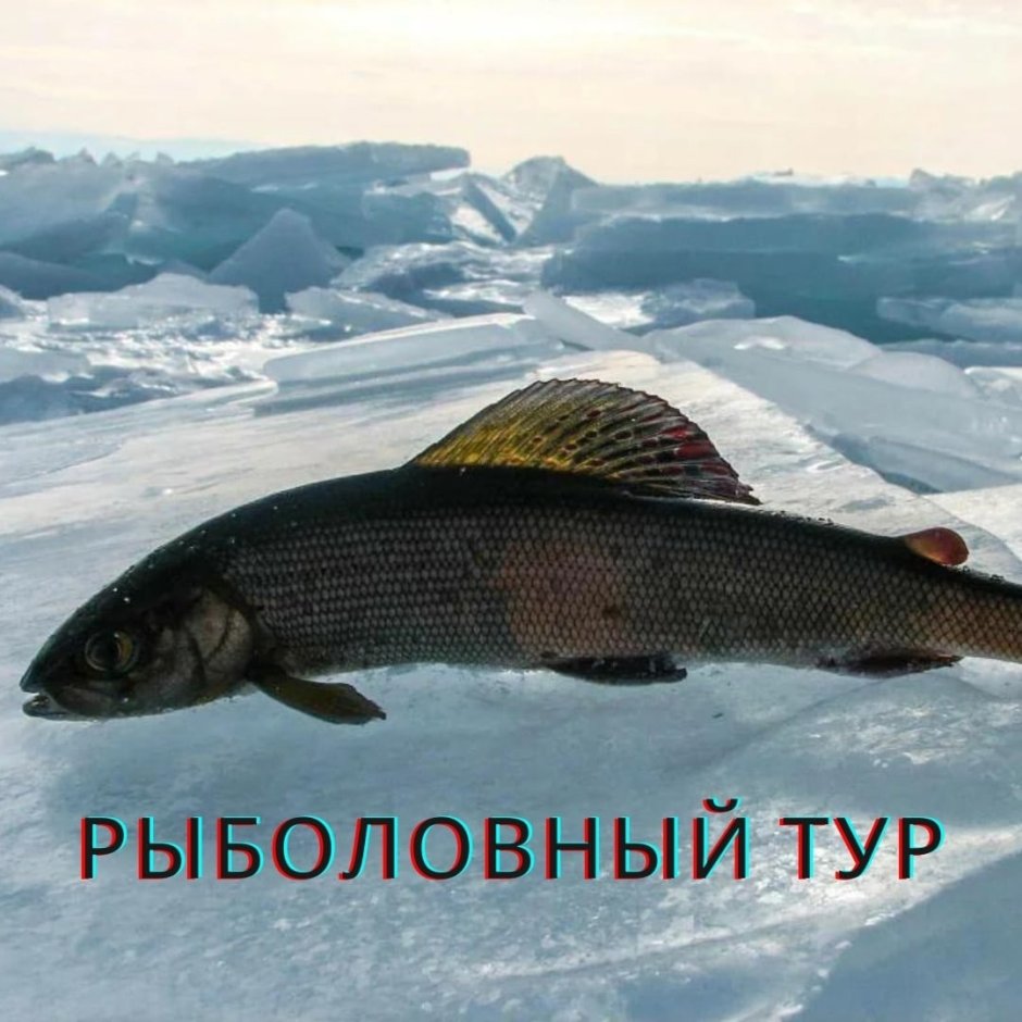 Рыба хариус Сибирский