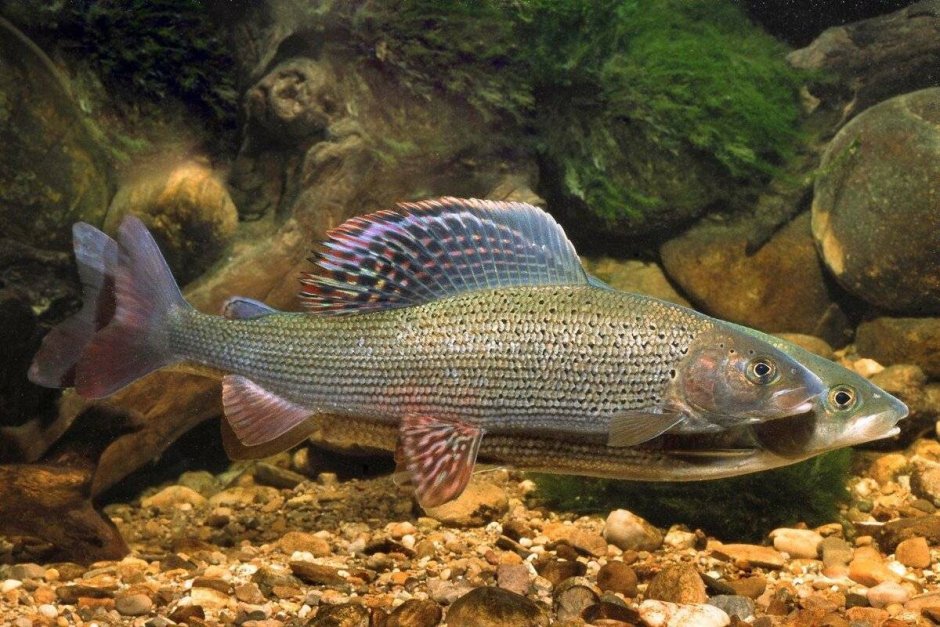 Сибирский хариус - Thymallus arcticus