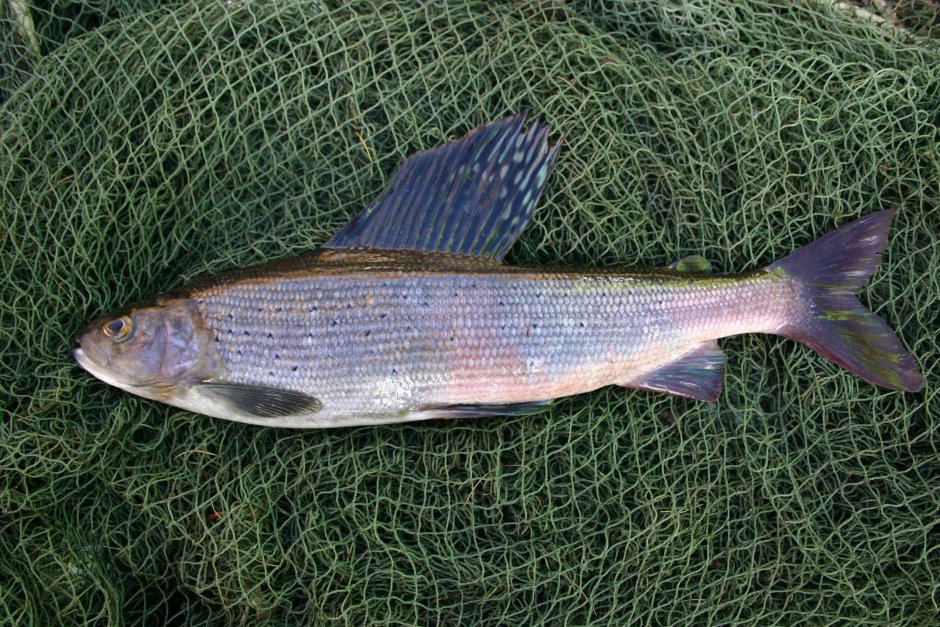 Сибирский хариус - Thymallus arcticus