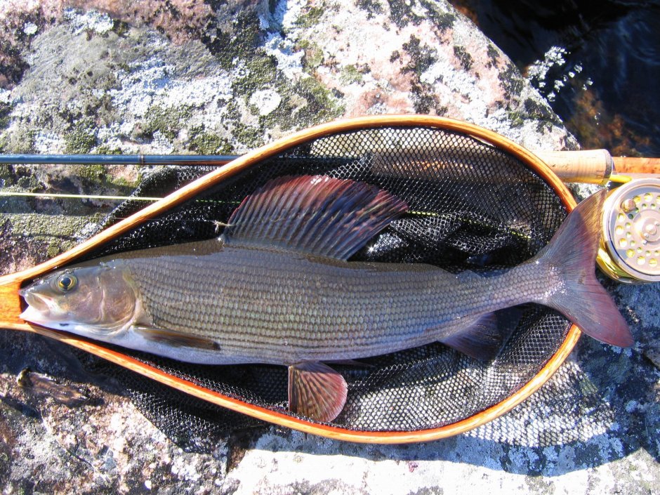 Сибирский хариус