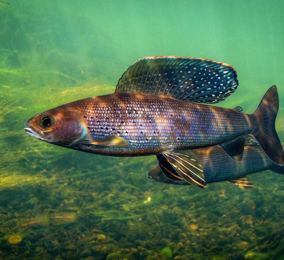Сибирский хариус - Thymallus arcticus