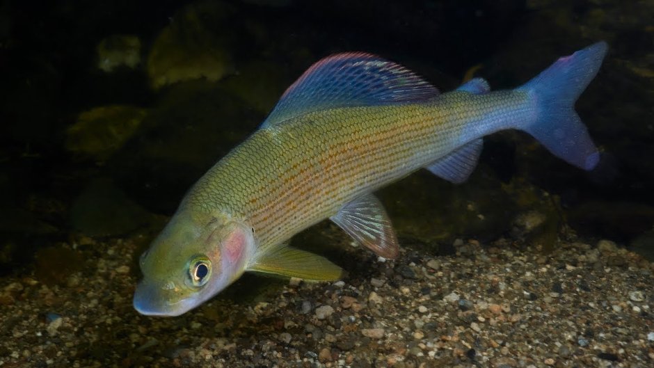 Европейский хариус — Thymallus Thymallus (l., 1758)