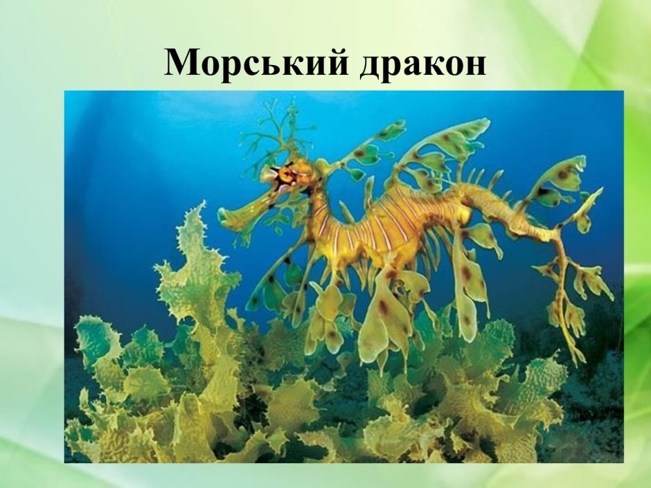 Лиственный морской конек