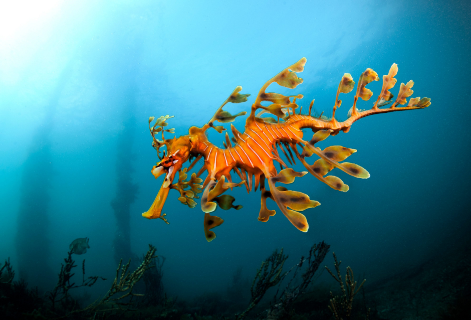 Лиственный морской дракон (Phycodurus eques)