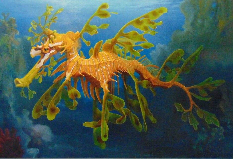 Лиственный морской дракон (Phycodurus eques)