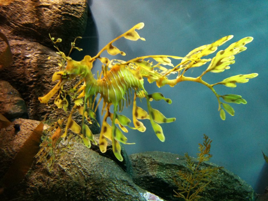 Морские обитатели похожие на водоросль