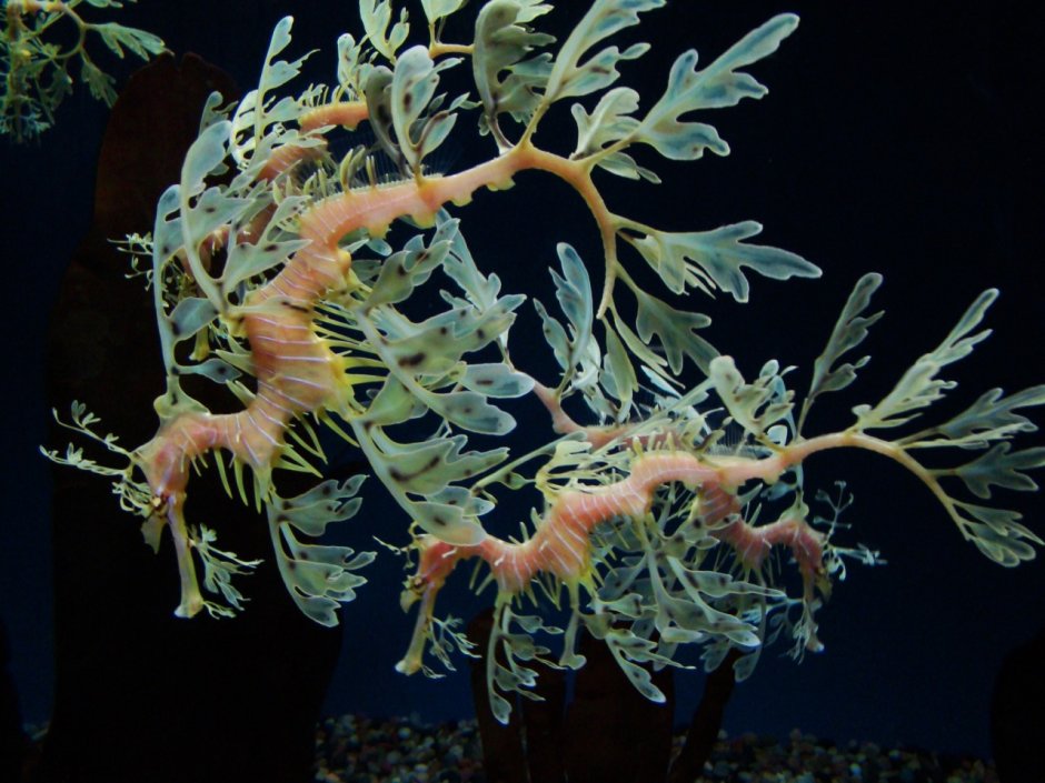 Leafy Sea Dragon