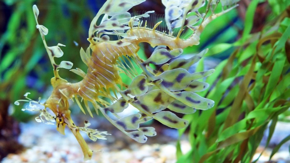 The leafy Seadragon