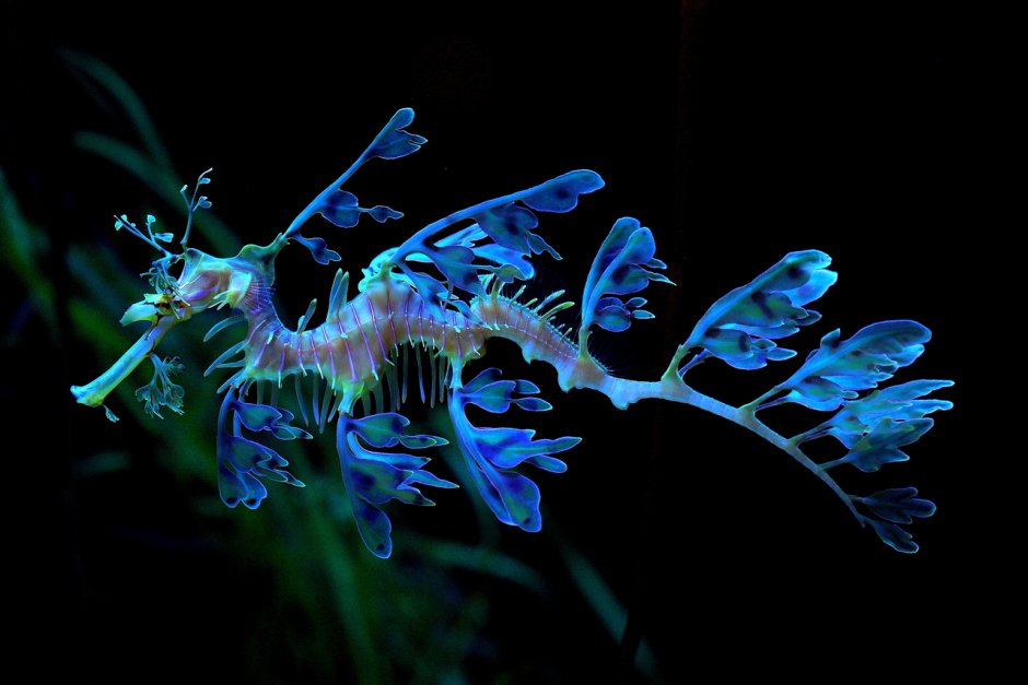 Лиственный морской дракон (Phycodurus eques)