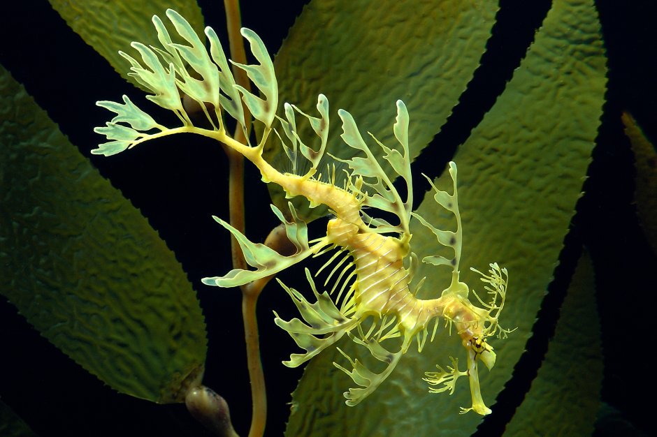 Sea Dragon animal
