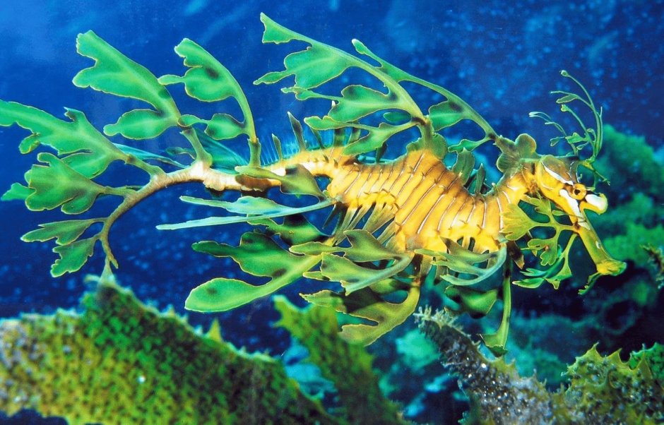 Морской дракон (Draco Marinus)