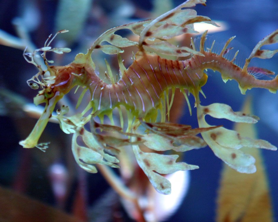 Тряпичник Phycodurus eques
