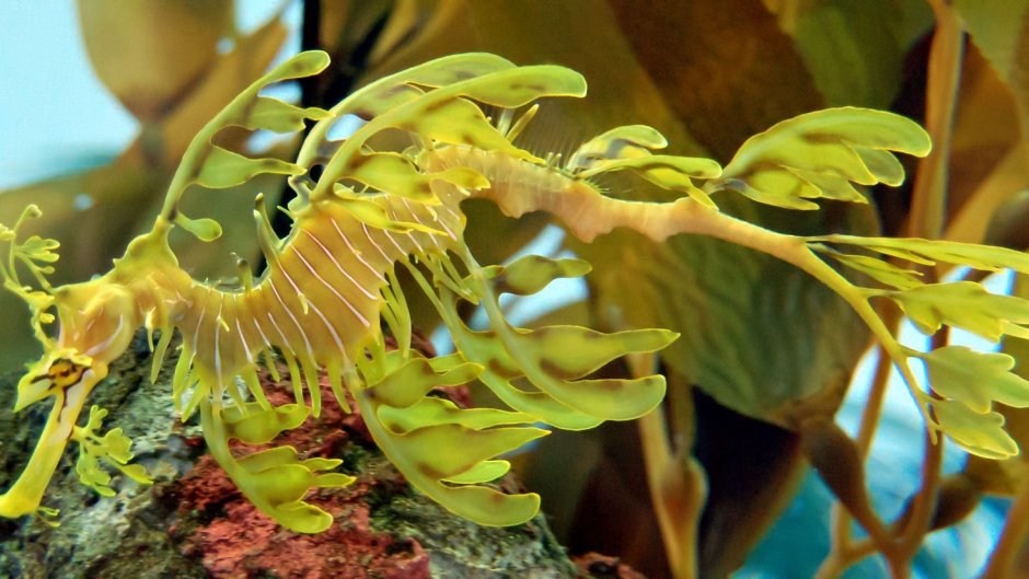 Лиственный морской дракон (Phycodurus eques)