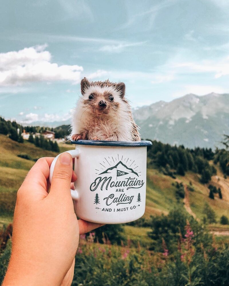 Смешной Ежик