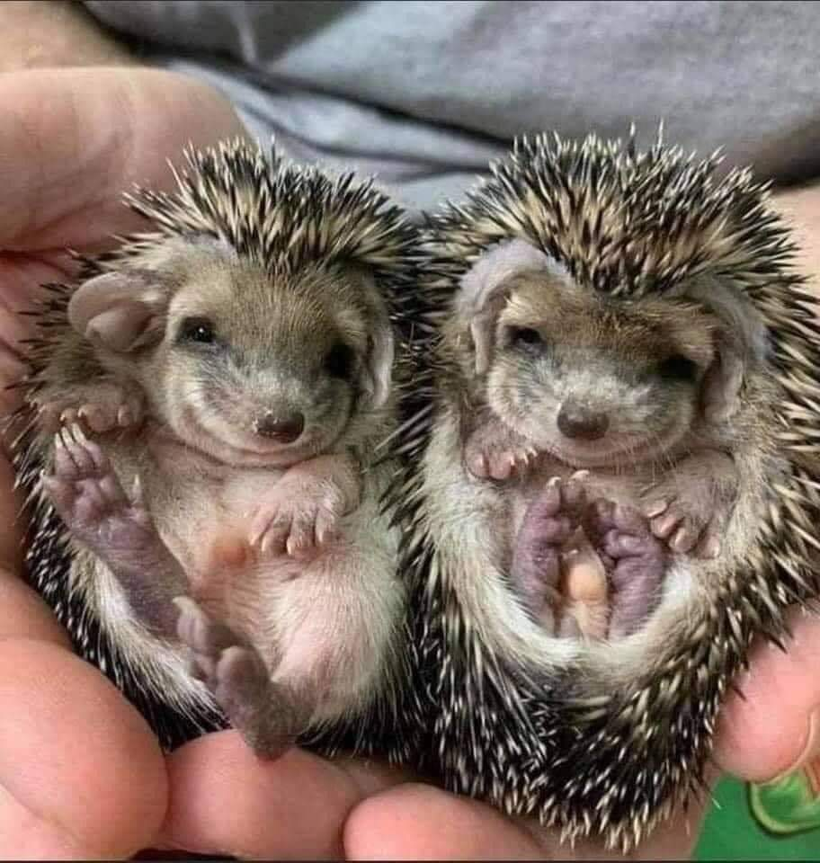 Mr.Pokee очаровательный ёж-путешественник