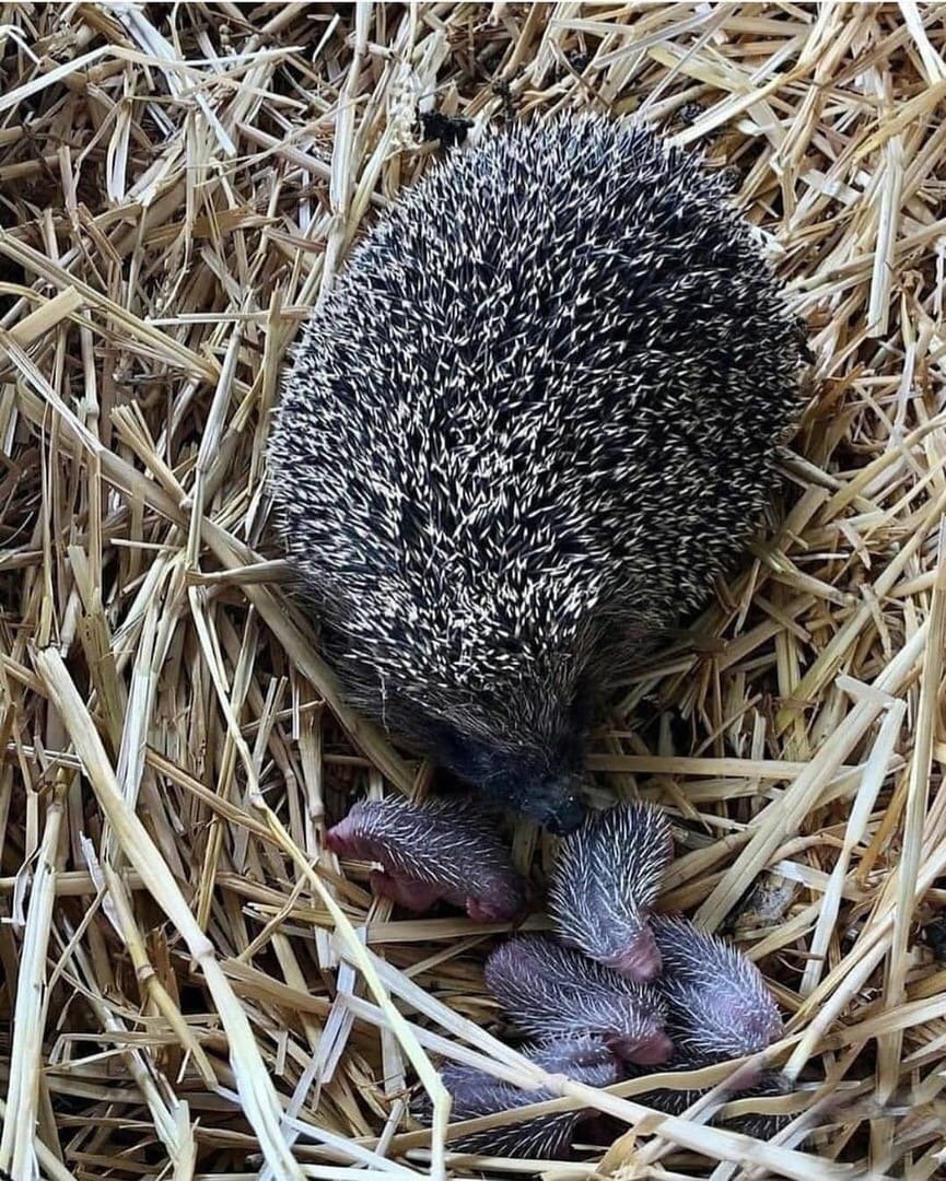 Mr Pokee Ёжик путешественник