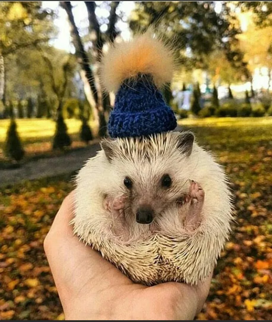 Пятки ежика