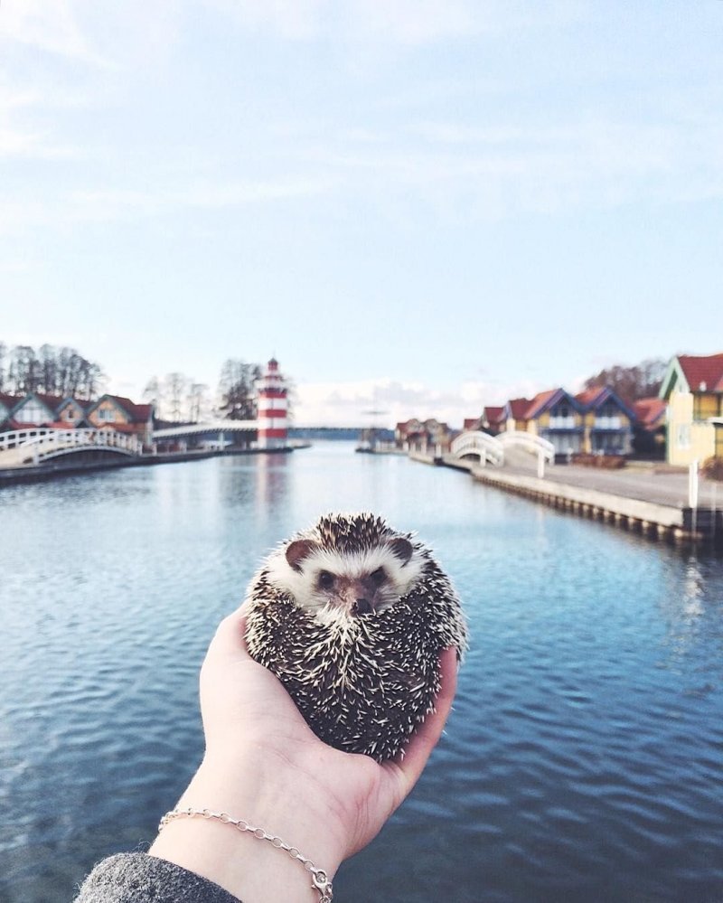 Крутой Ежик