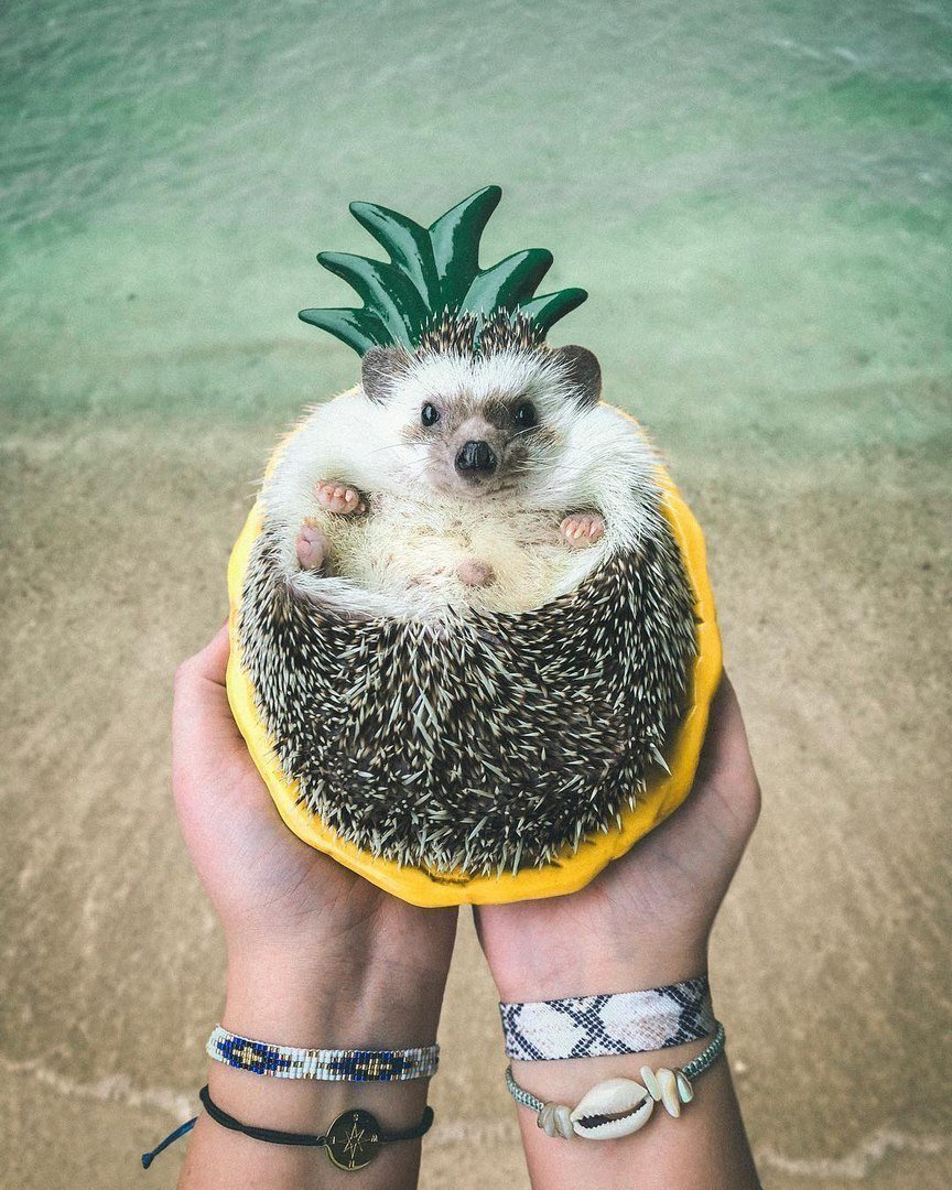 Милые ежики