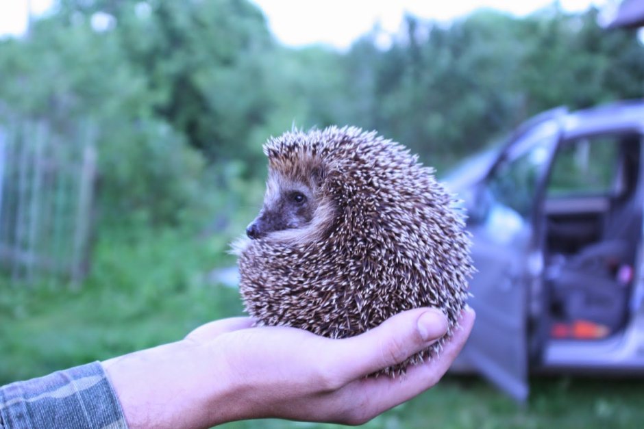 Самый толстый ёж в мире