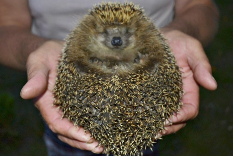Большой толстый еж