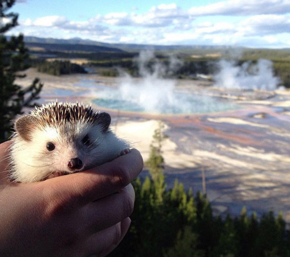 Ежик держит