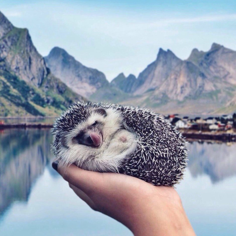 Mr.Pokee очаровательный ёж-путешественник