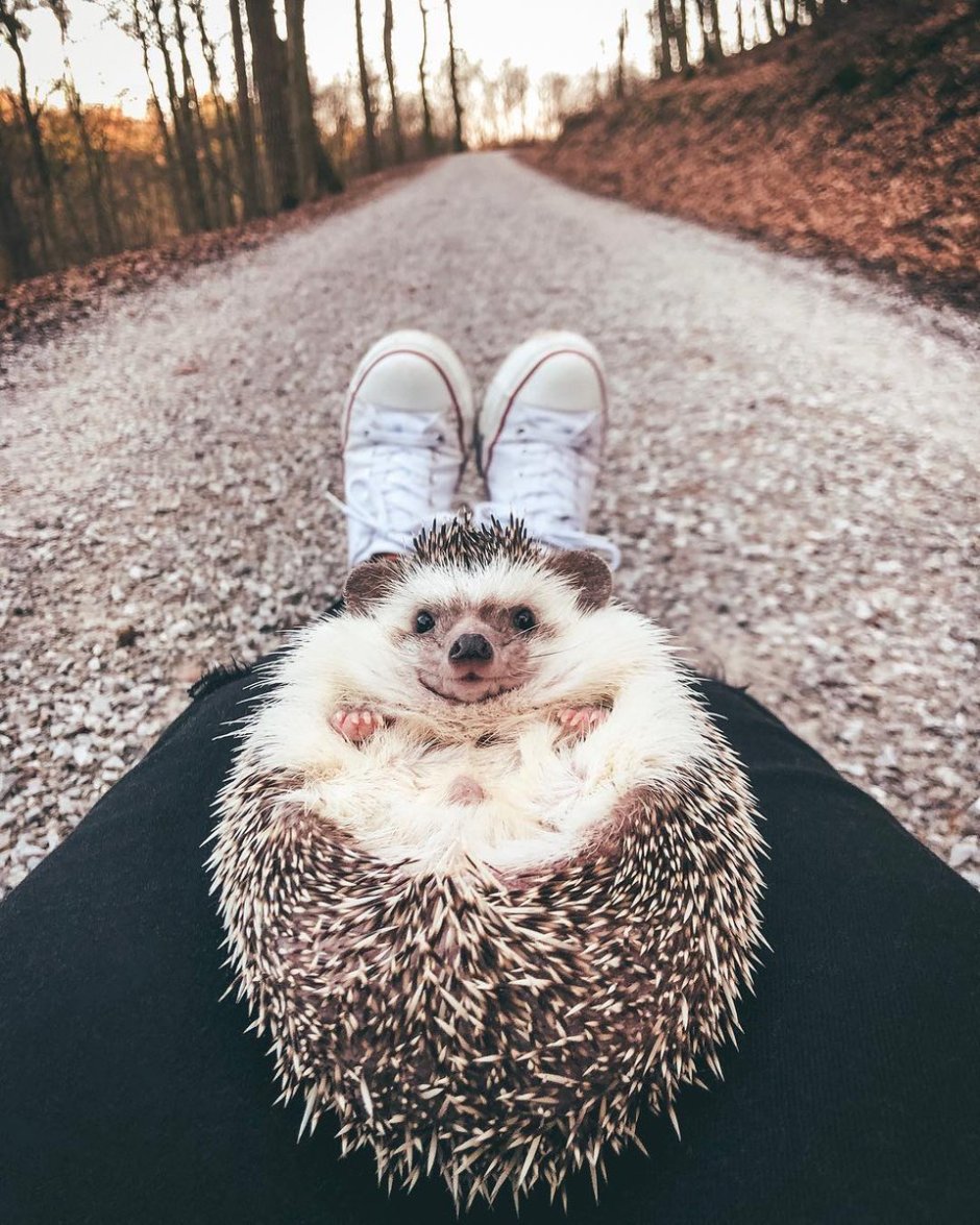 Много ежиков