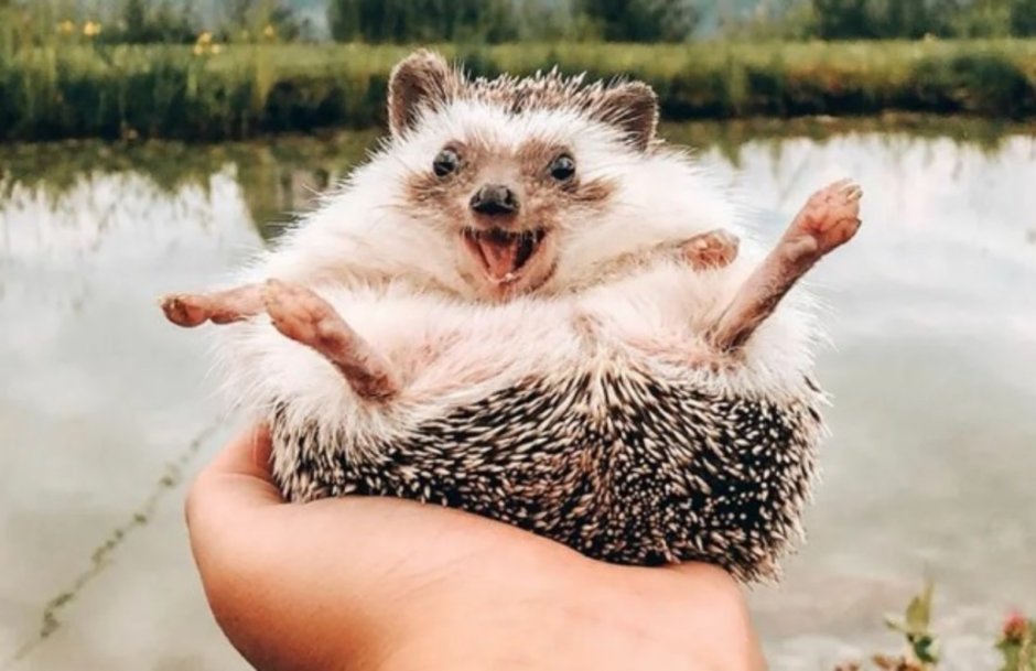 Счастливый Ежик Херби