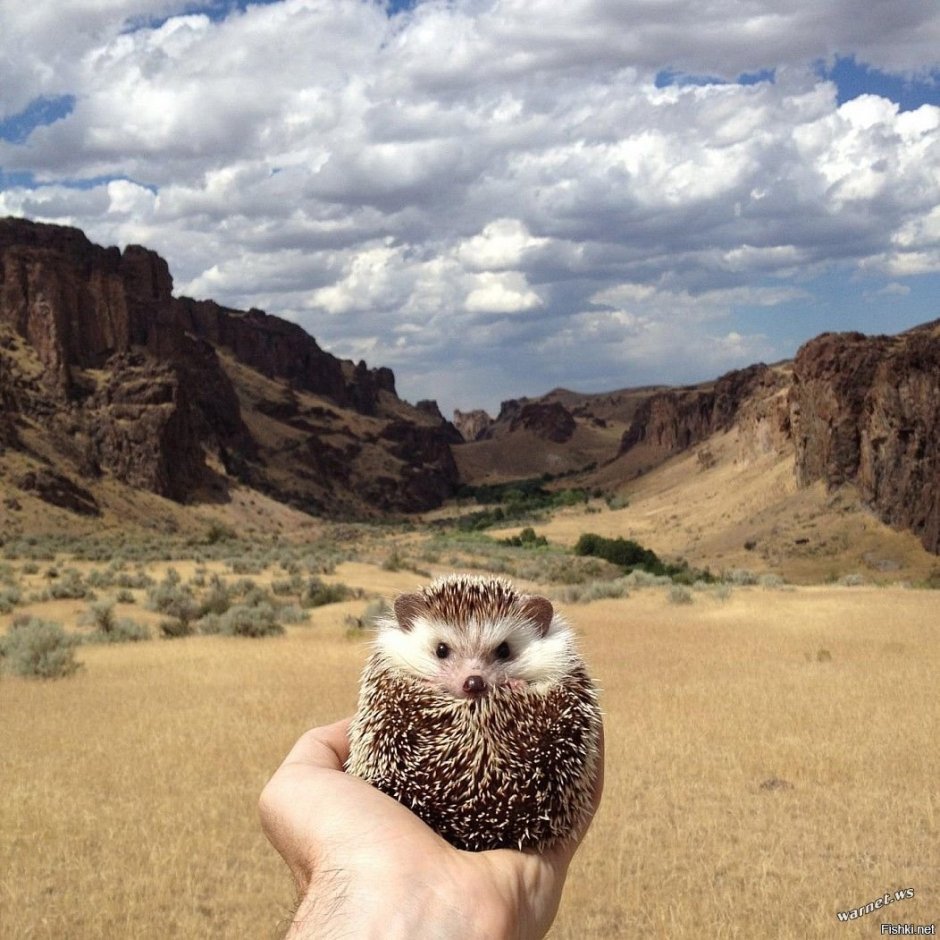 Ежик на море