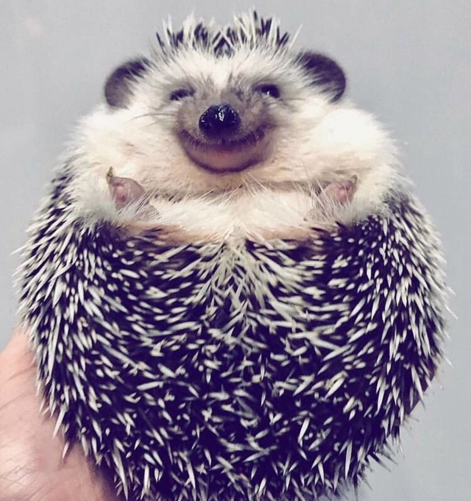 Большой ежовый тенрек