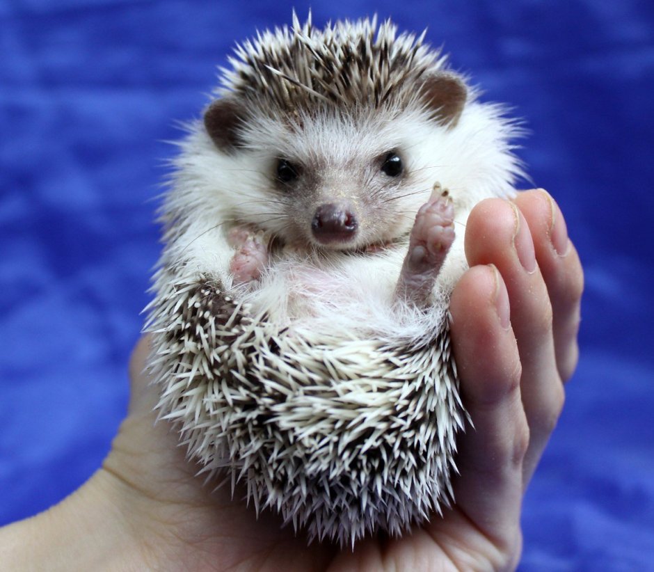 Огромный Ежик