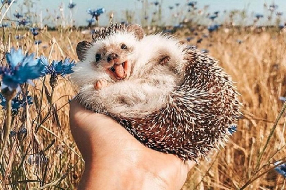 Самый большой Ёжик в мире