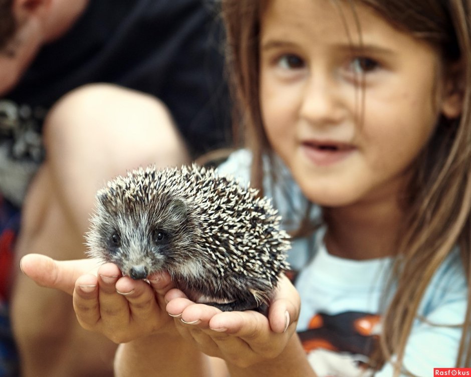 Взъерошенный Ежик