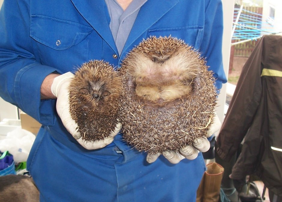 Ежик улыбается