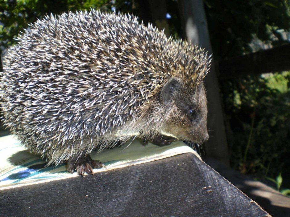 Ежик улыбается