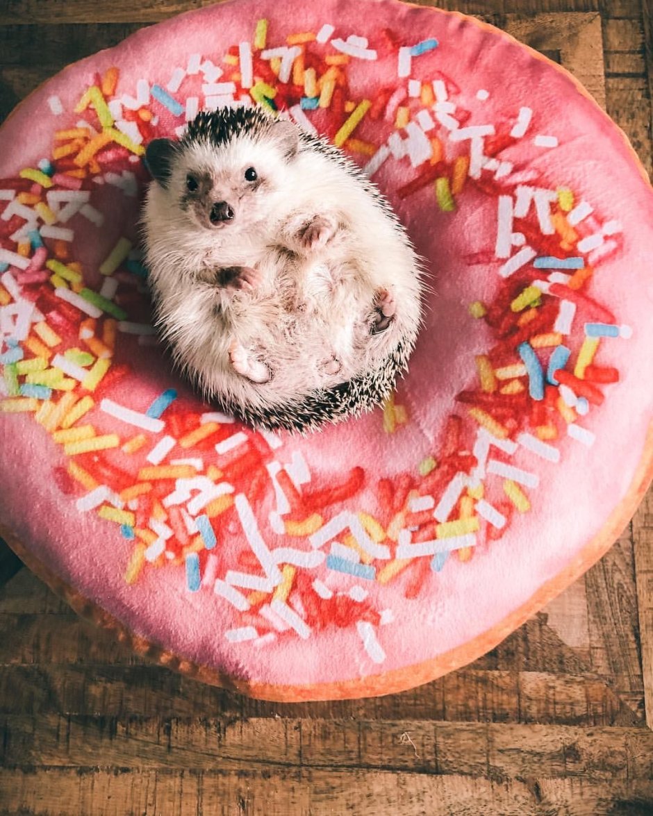 Самый большой еж