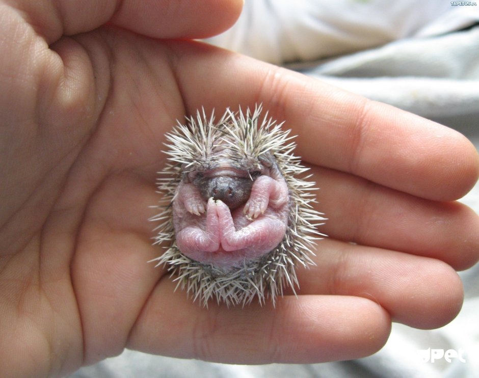 Самый красивый Ежик