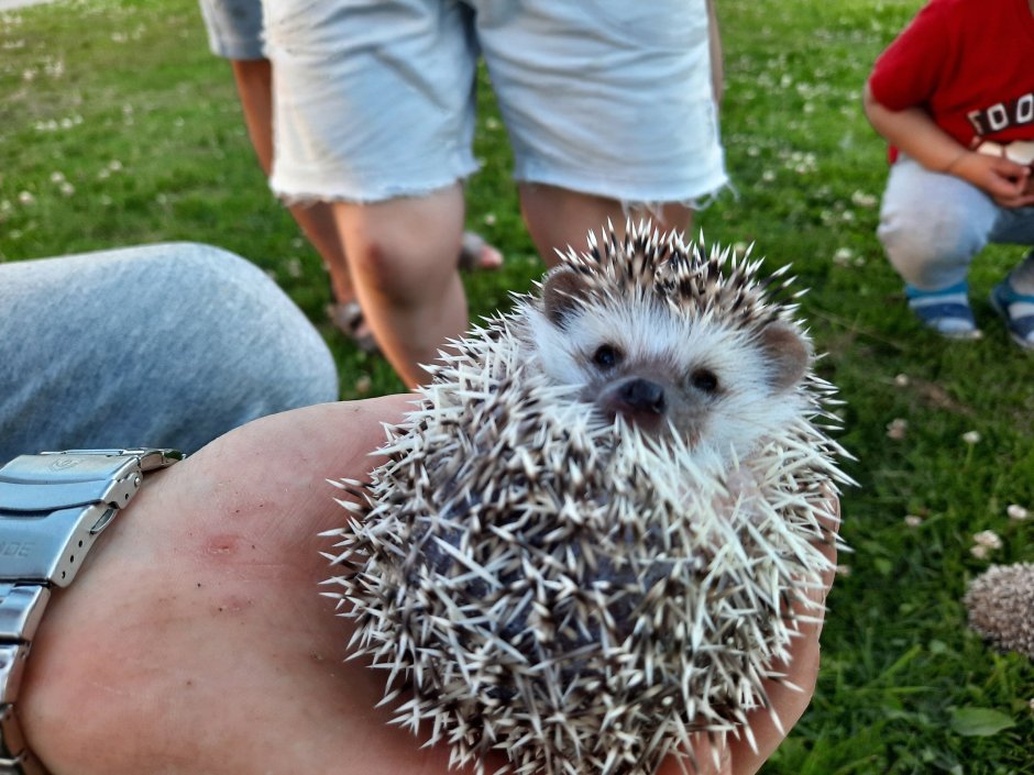 Ежик улыбается