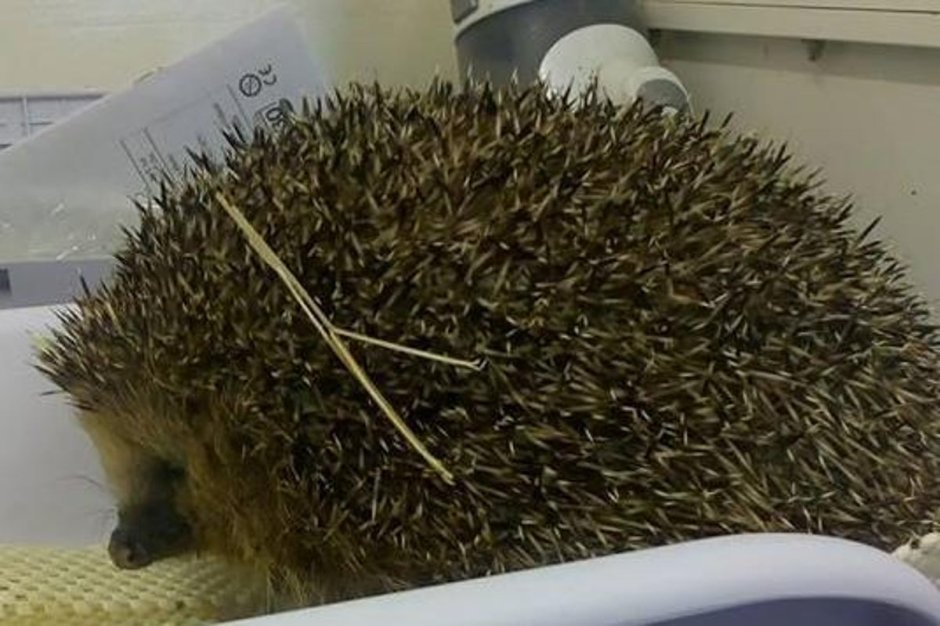 Счастливый Ежик Херби