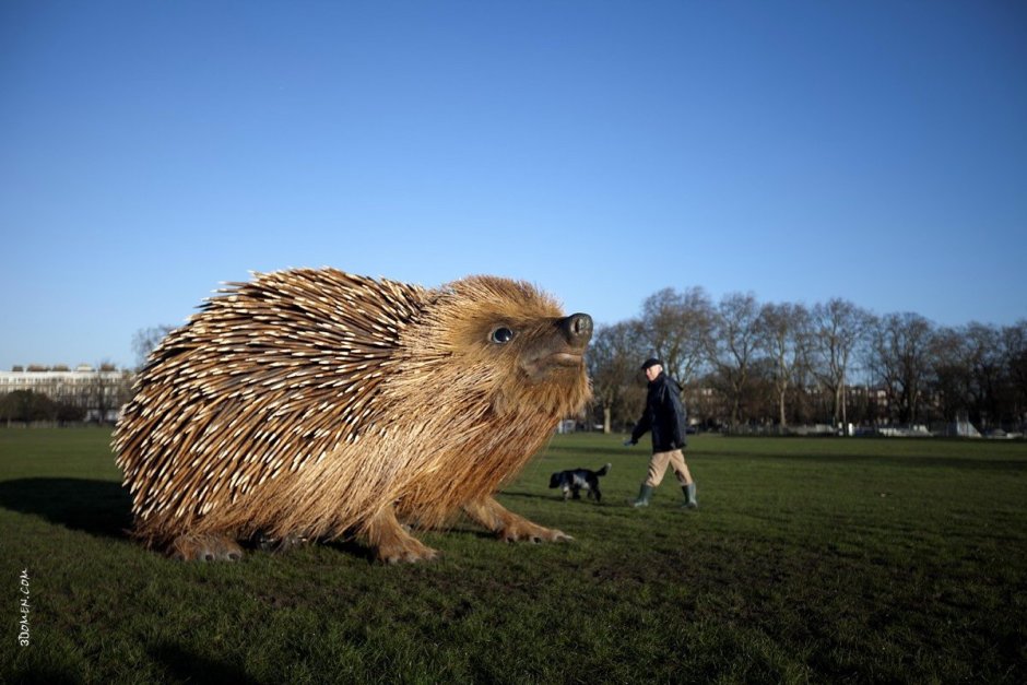 Ежик в парке London’s Clapham common