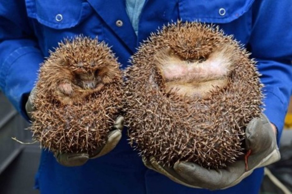 Самый толстый ёж в мире