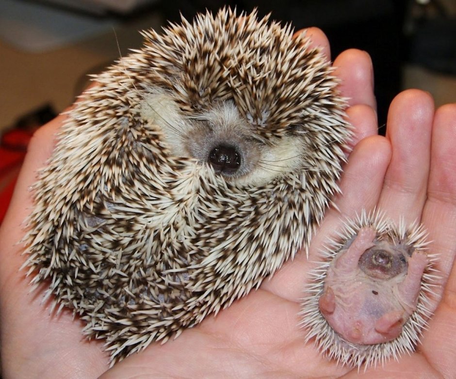 Счастливый Ежик