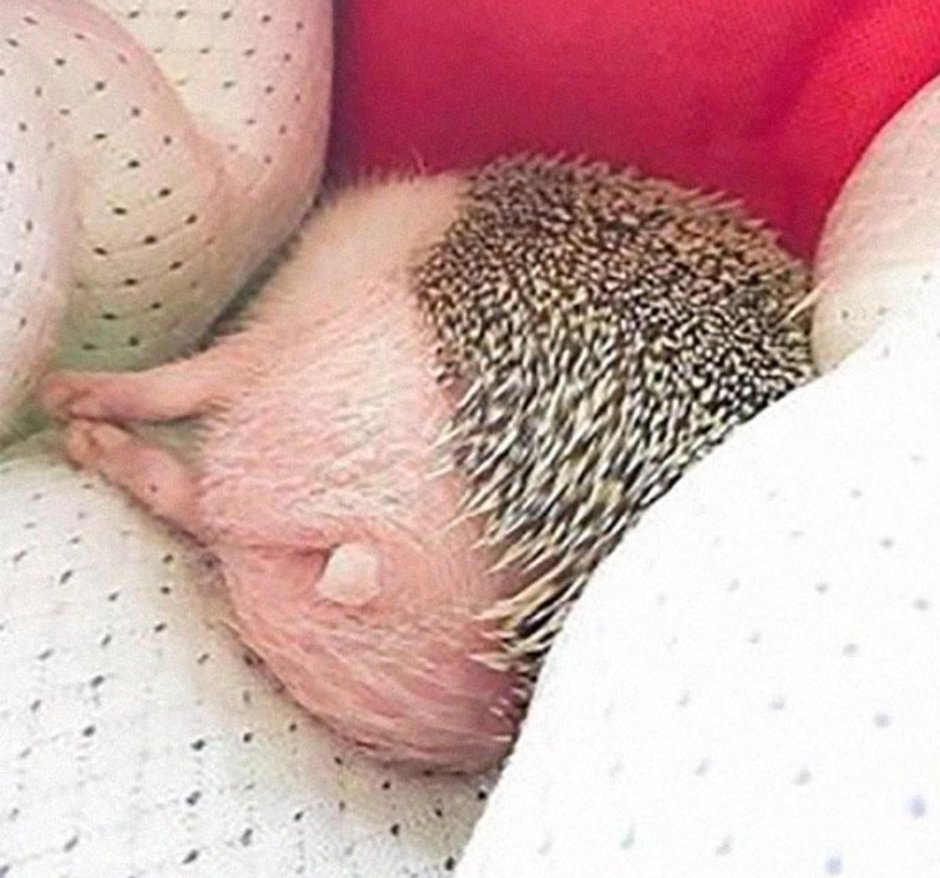 Еж ежонок ежата