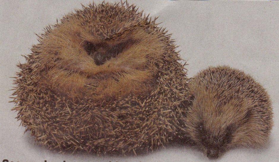 Самый большой еж